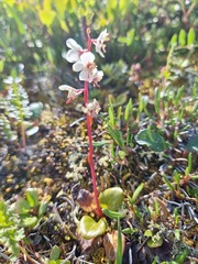 Pyrola grandiflora