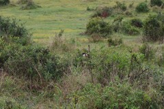 Laniarius ferrugineus