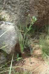 Albuca setosa