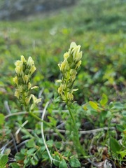 Oxytropis maydelliana
