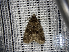 Protodeltote distinguenda