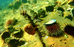 Hippocampus abdominalis