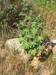 Malva arborea