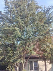 Cedrus