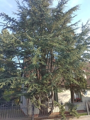 Cedrus