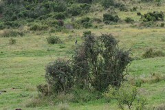 Gymnosporia polyacantha