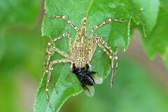 Hamadruas hieroglyphica