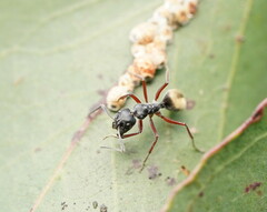 Camponotus suffusus bendigensis