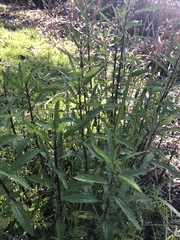 Urtica incisa