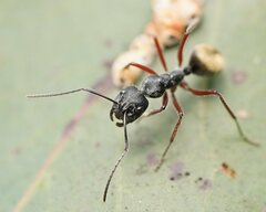 Camponotus suffusus bendigensis