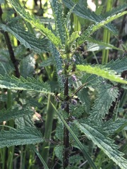 Urtica incisa