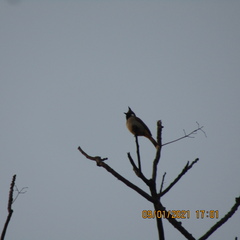 Pycnonotus leucogenys