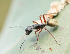 Camponotus suffusus bendigensis