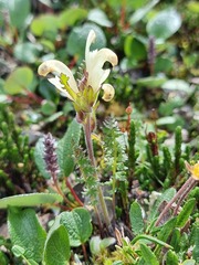 Pedicularis capitata
