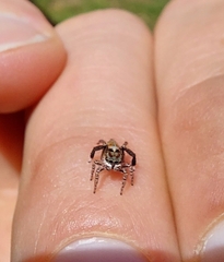 Maratus