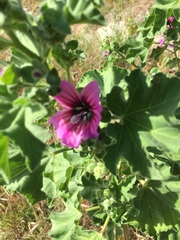 Malva arborea