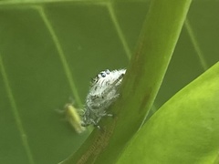 Hyllus diardi