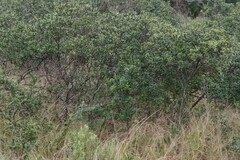 Diospyros dichrophylla