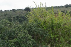 Diospyros dichrophylla