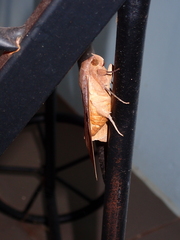 Thyas coronata