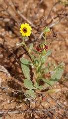 Osteospermum monstrosum