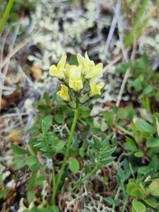 Oxytropis maydelliana