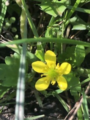 Ranunculus muricatus