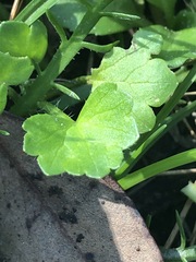 Ranunculus muricatus
