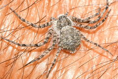 Philodromus