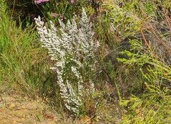 Erica mauritanica