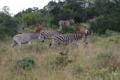 Equus quagga burchellii