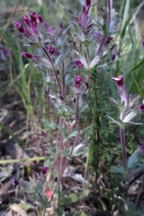 Parentucellia latifolia