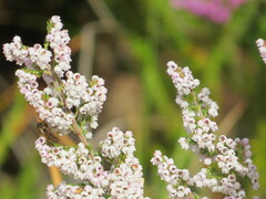 Erica mauritanica