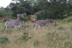 Alcelaphus buselaphus caama