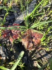 Drosera whittakeri