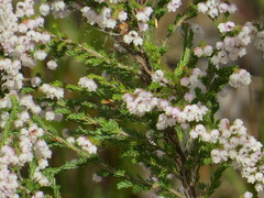 Erica mauritanica