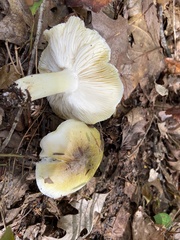 Tricholoma sejunctum