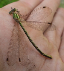 Lestes barbarus
