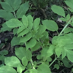 Sambucus gaudichaudiana
