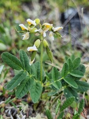 Astragalus umbellatus