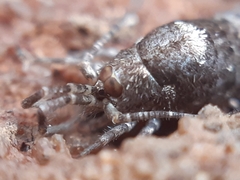 Machilinae