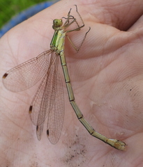 Lestes barbarus