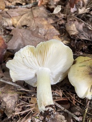 Tricholoma sejunctum