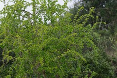 Canthium spinosum