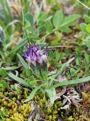 Saussurea angustifolia