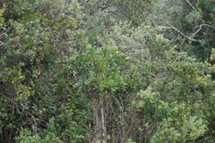 Ptaeroxylon obliquum