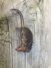 Sorex cinereus