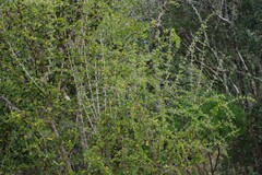 Canthium spinosum