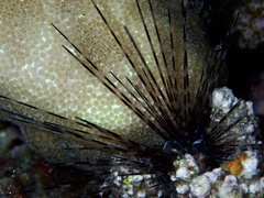 Euechinoidea