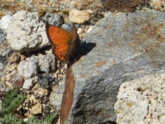 Lycaena cupreus